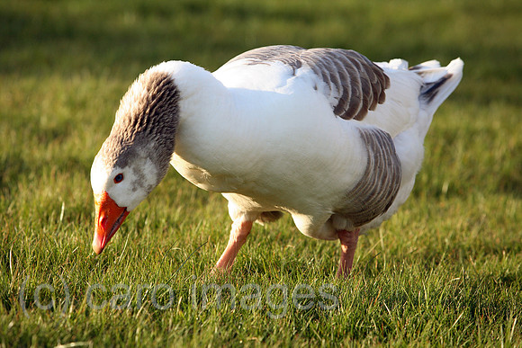 00S070411D023CAROEP.JPG