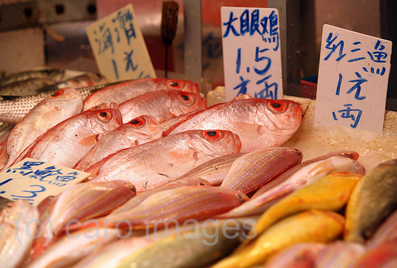 00S070426D071CAROEP.JPG