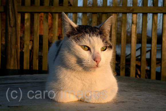 00S070411D046CAROEP.JPG