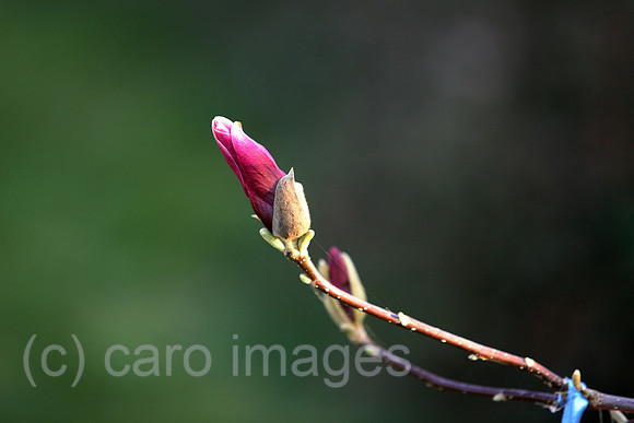 00S070411D026CAROEP.JPG