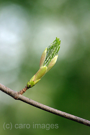 00S070422D315CAROEP.JPG