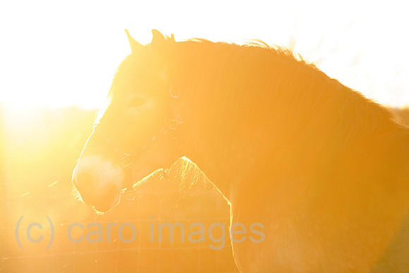 00S070413D039CAROEP.JPG
