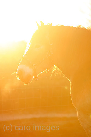 00S070413D038CAROEP.JPG