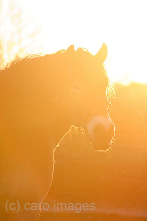 00S070413D037CAROEP.JPG