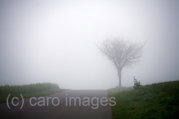 00B070412D011CARO.JPG
