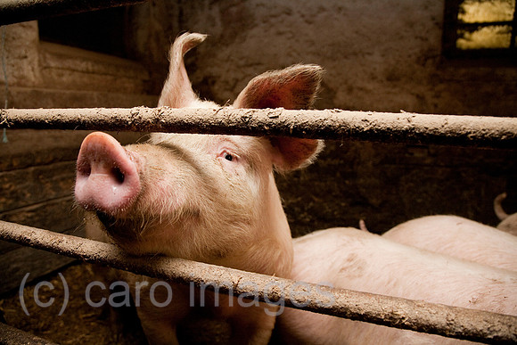 0CU100211D014CARO.JPG