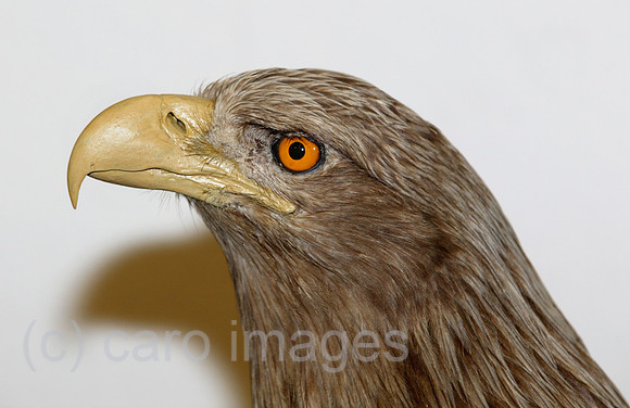00X040128D016CARO.JPG