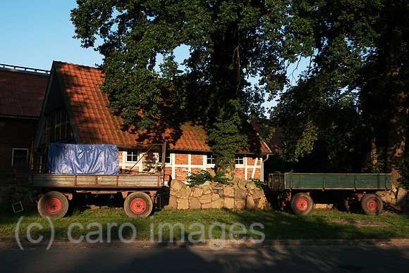 00A180719D004CAROEX.JPG