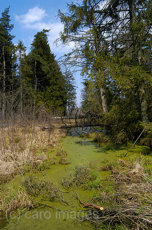 0SH060218D020CARO.JPG