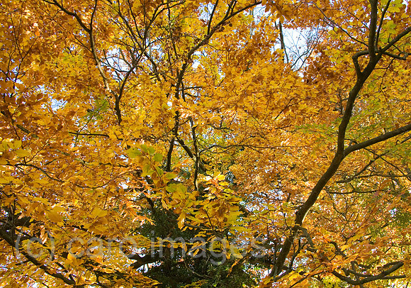 0SH060218D041CARO.JPG