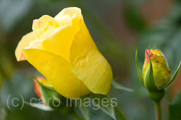 0SH060218D087CAROE.JPG