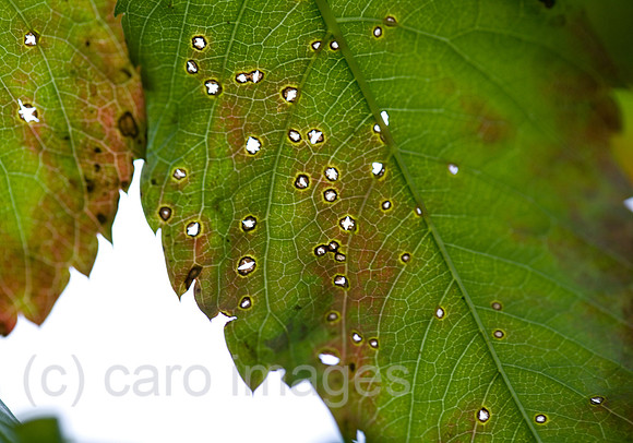 0SH060130D037CAROE.JPG
