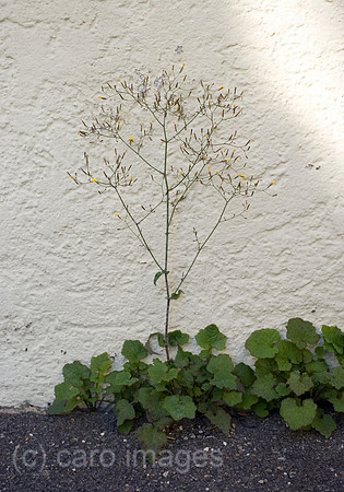 0SH060318D047CARO.JPG