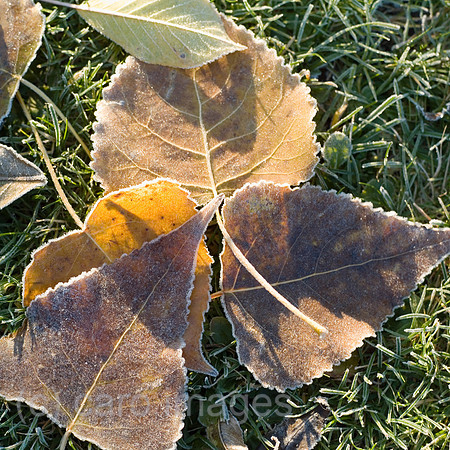 0SH060130D011CAROE.JPG