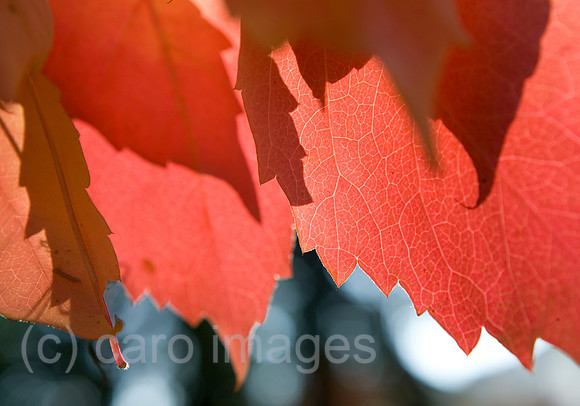 0SH060218D117CAROE.JPG