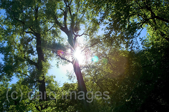 0SH060218D035CAROE.JPG
