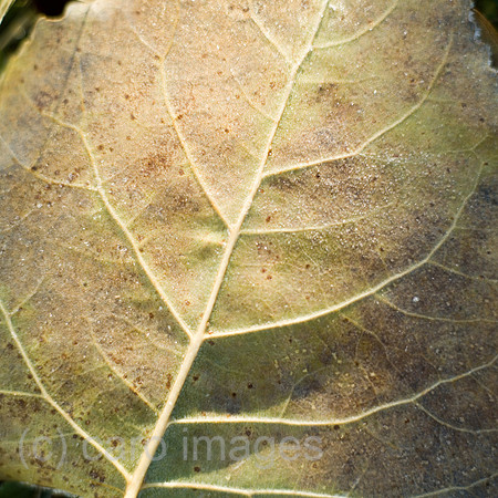 0SH060130D024CAROE.JPG