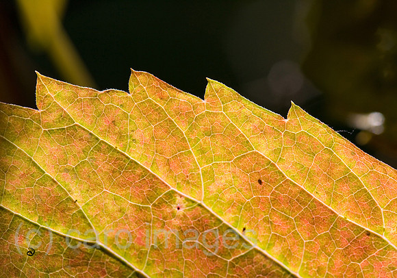 0SH060130D032CAROE.JPG