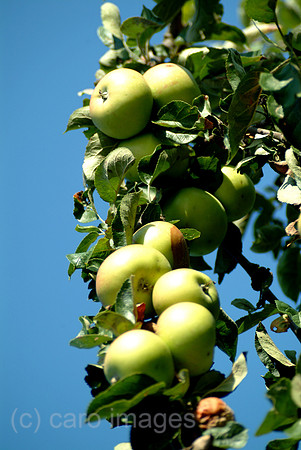 0SH050926D016CAROE.JPG