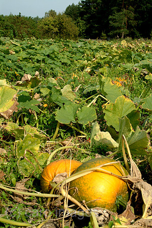0SH050926D021CAROE.JPG