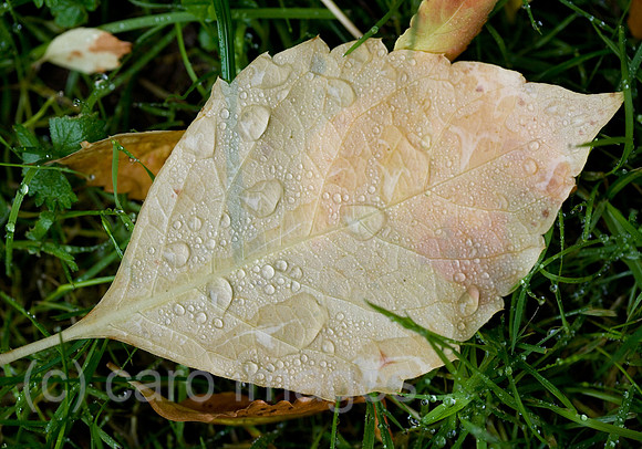0SH060130D057CAROE.JPG