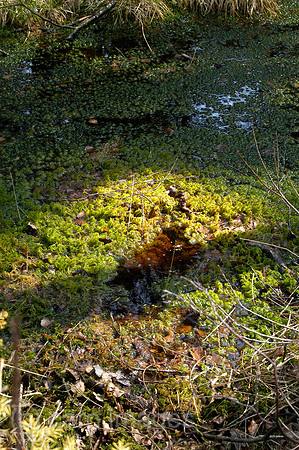 0SH060218D027CARO.JPG