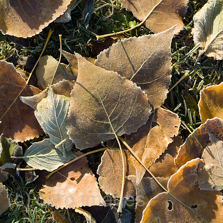 0SH060130D021CAROE.JPG
