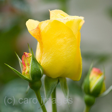 0SH060218D089CAROE.JPG