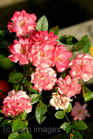 0SH050926D019CAROE.JPG