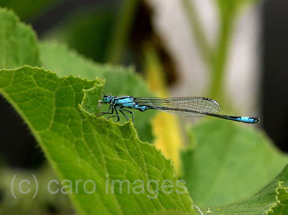 0SH050926D027CAROE.JPG