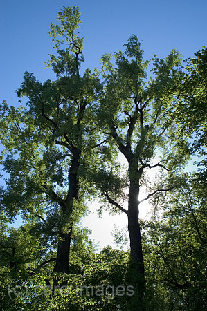 0SH060218D034CAROE.JPG