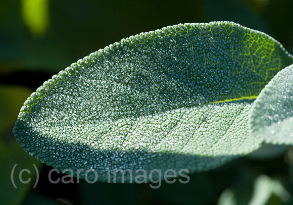 0SH060218D109CAROE.JPG
