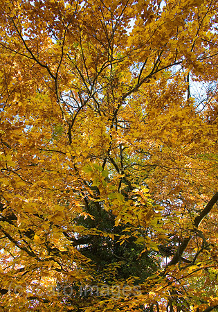 0SH060218D042CARO.JPG