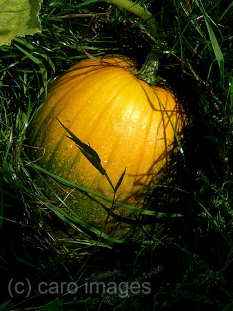 0SH050926D026CAROE.JPG