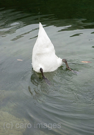 0SH060218D016CARO.JPG