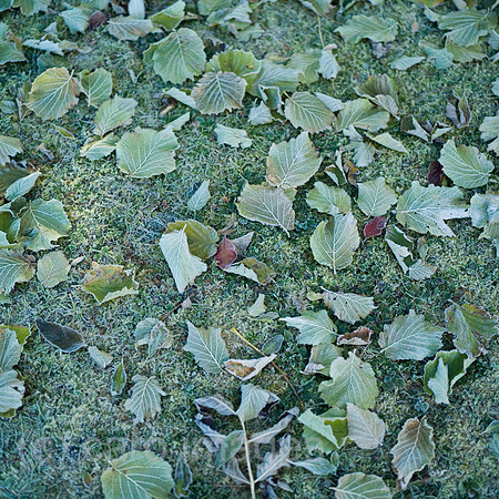 0SH060130D018CAROE.JPG