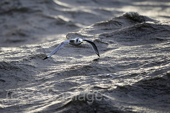 0HX120105D095CARO.JPG