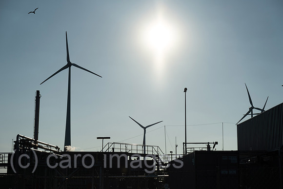 00A220423D593CAROEX.JPG