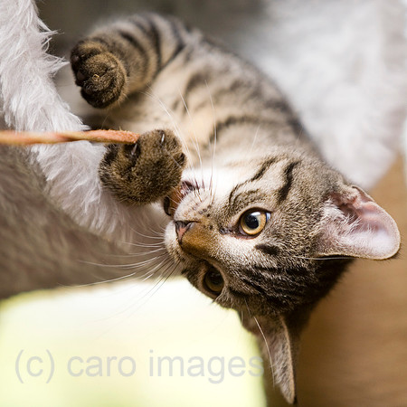 0KN070712D272CARO.JPG