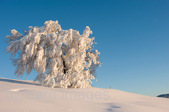 00K090217D027CAROE.JPG