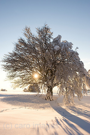 00K090217D024CAROE.JPG