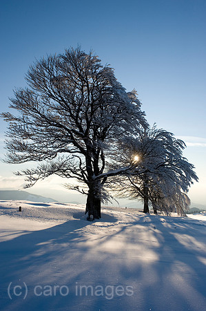 00K090217D019CAROE.JPG