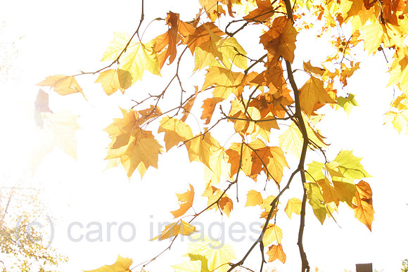 0AT061029D007CARO.JPG