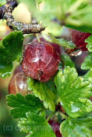 00N090703D301CAROE.JPG