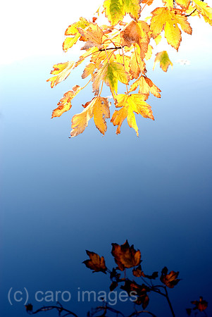 00N071013D416CAROEP.JPG