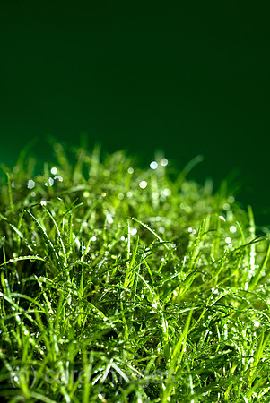 00N090602D264CAROE.JPG