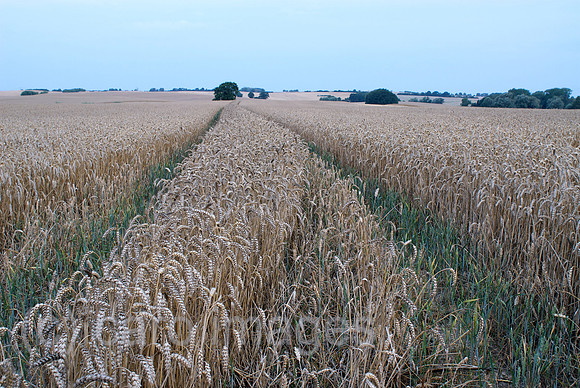 00N090810D016CAROE.JPG
