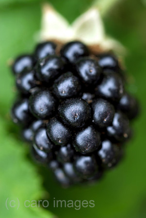 00N090810D282CAROE.JPG