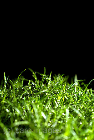 00N090602D267CAROE.JPG