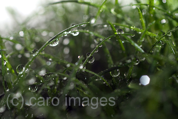00N090602D212CAROE.JPG